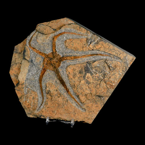 5.8" Brittlestar Ophiura Sp Starfish Fossil Ordovician Age Morocco COA & Stand - Fossil Age Minerals
