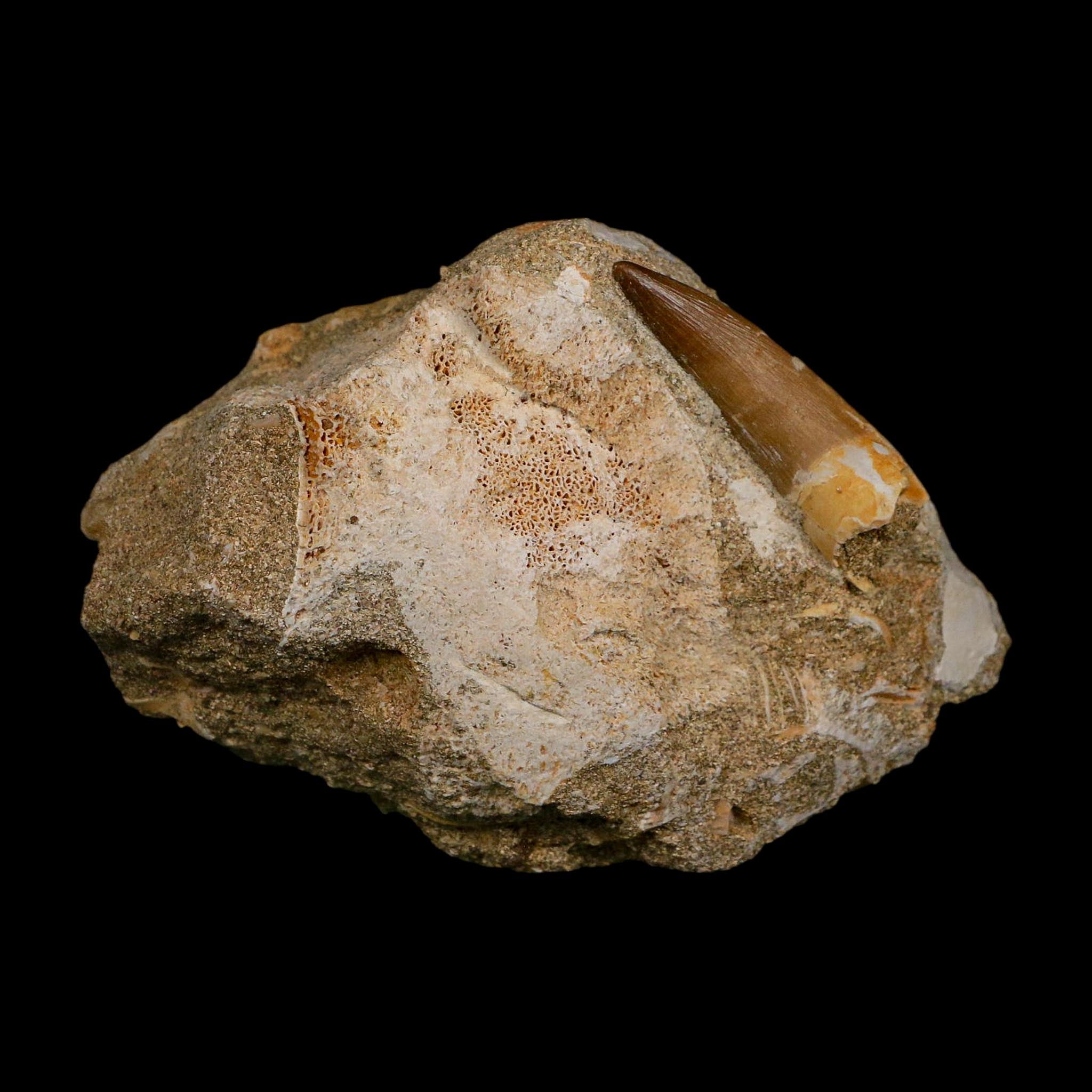 1.7" Plesiosaur Zarafasaura Tooth Fossil In Matrix Cretaceous Dinosaur Era COA
