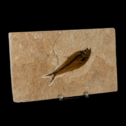 3.2" Diplomystus Dentatus Fossil Fish Green River FM WY Eocene Age COA, Stand
