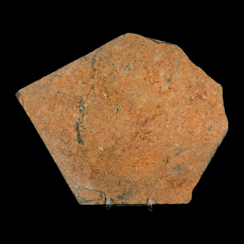 5.8" Brittlestar Ophiura Sp Starfish Fossil Ordovician Age Morocco COA & Stand - Fossil Age Minerals