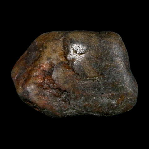 1.4" Sauropod Dinosaur Stomach Stone Gastrolith Rock Gizzard Stone COA