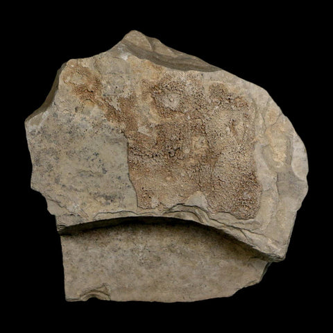 1.5" Detailed Cedrelospermum Nervosum Fossil Plant Leaf Eocene Age Green River FM UT - Fossil Age Minerals