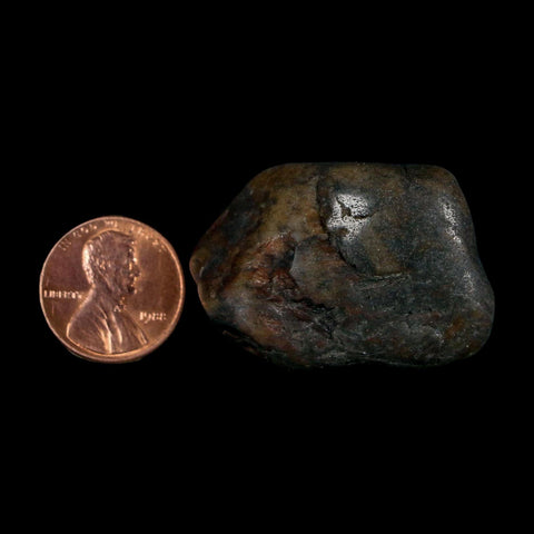 1.4" Sauropod Dinosaur Stomach Stone Gastrolith Rock Gizzard Stone COA