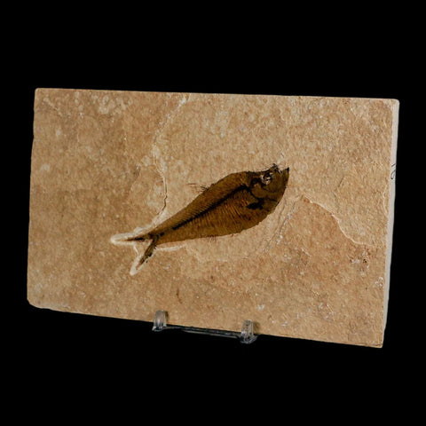 3.2" Diplomystus Dentatus Fossil Fish Green River FM WY Eocene Age COA, Stand