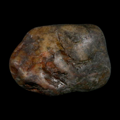 1.4" Sauropod Dinosaur Stomach Stone Gastrolith Rock Gizzard Stone COA