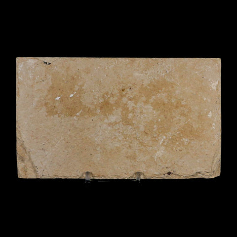 3.2" Diplomystus Dentatus Fossil Fish Green River FM WY Eocene Age COA, Stand