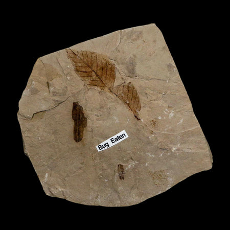 1.8" Detailed Carya (Hickory) Fossil Plant Leaf Eocene Age Green River FM Utah