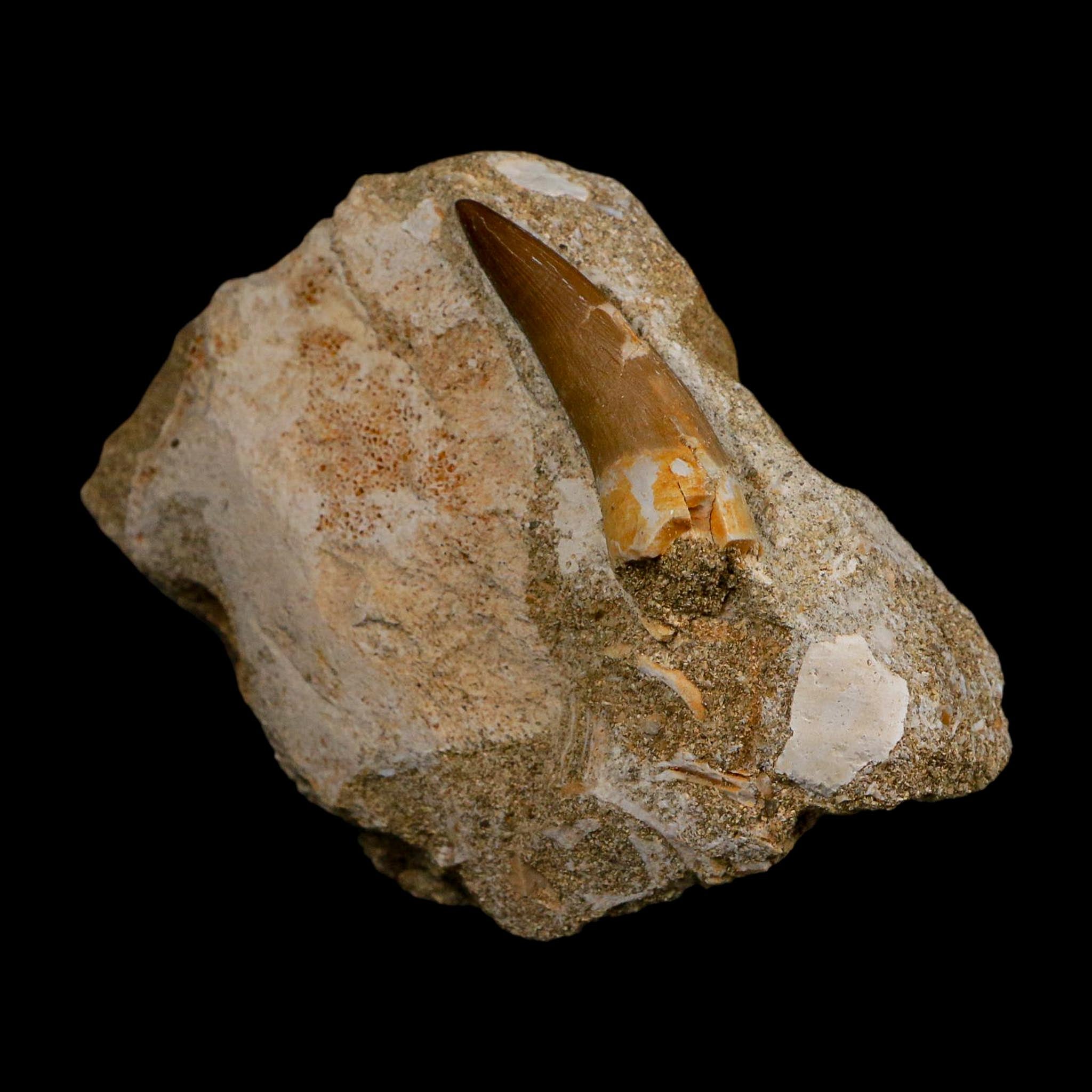 1.7" Plesiosaur Zarafasaura Tooth Fossil In Matrix Cretaceous Dinosaur Era COA