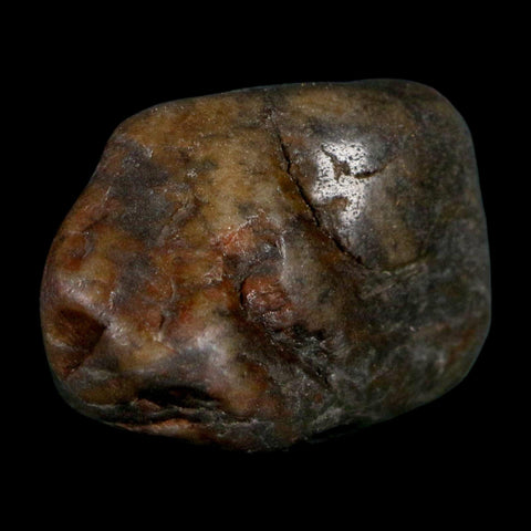 1.4" Sauropod Dinosaur Stomach Stone Gastrolith Rock Gizzard Stone COA