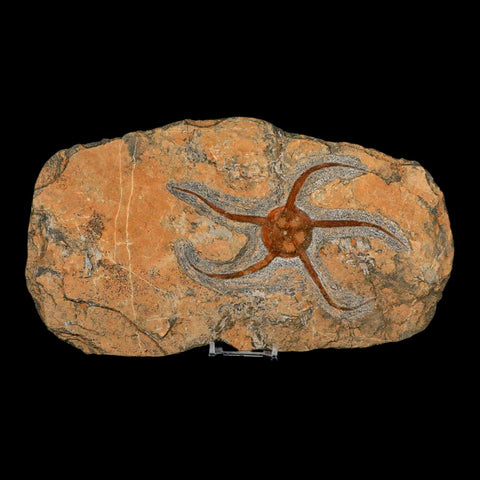 6.2" Brittlestar Ophiura Sp Starfish Fossil Ordovician Age Morocco COA & Stand - Fossil Age Minerals