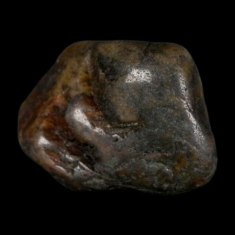 1.4" Sauropod Dinosaur Stomach Stone Gastrolith Rock Gizzard Stone COA