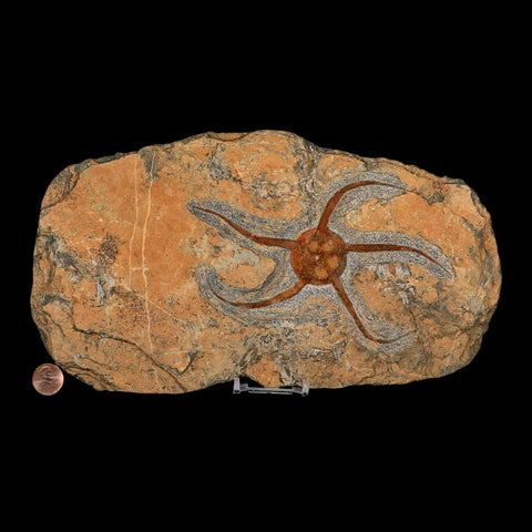 6.2" Brittlestar Ophiura Sp Starfish Fossil Ordovician Age Morocco COA & Stand - Fossil Age Minerals
