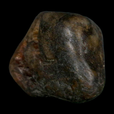 1.4" Sauropod Dinosaur Stomach Stone Gastrolith Rock Gizzard Stone COA