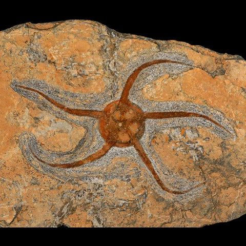 6.2" Brittlestar Ophiura Sp Starfish Fossil Ordovician Age Morocco COA & Stand - Fossil Age Minerals