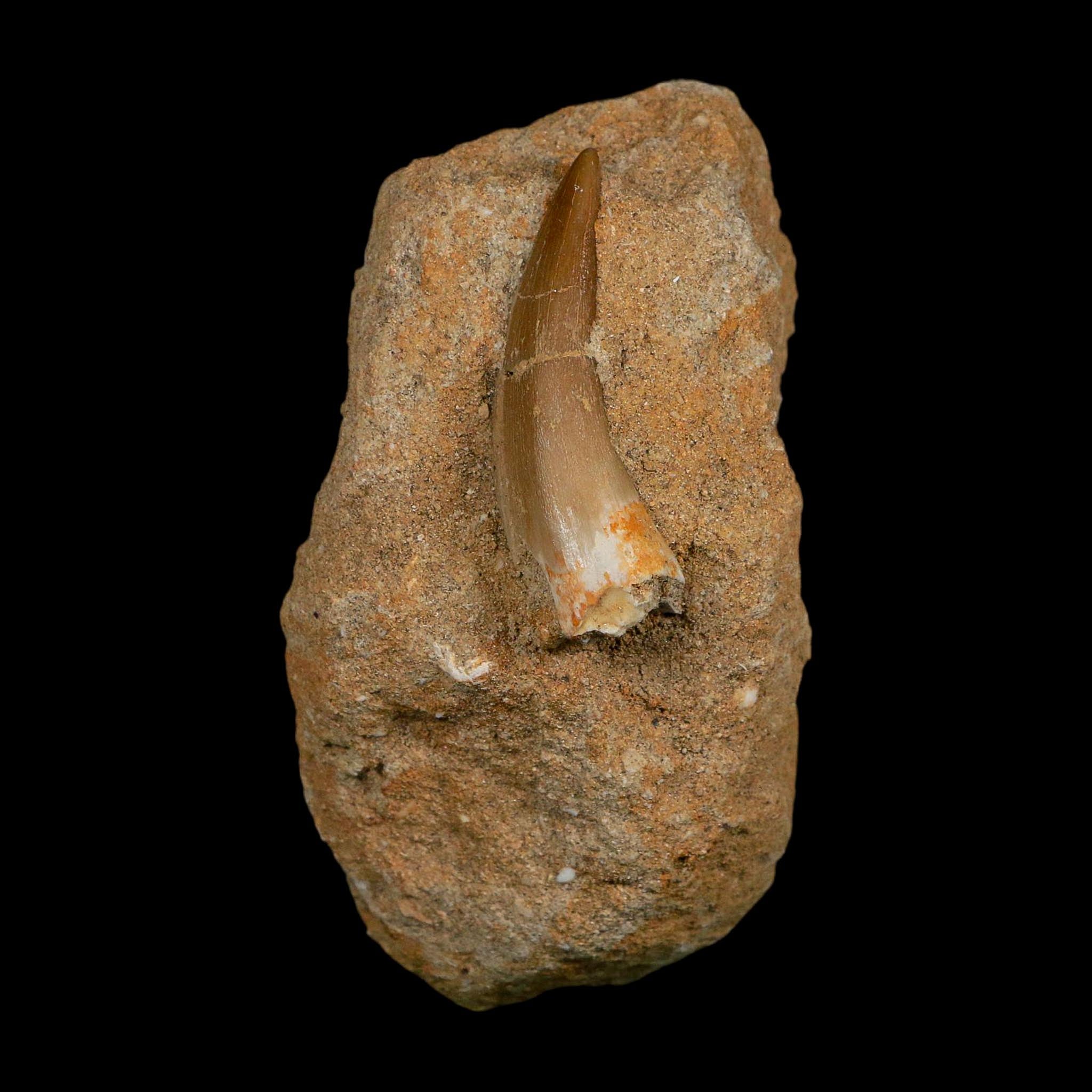 1.7" Plesiosaur Zarafasaura Tooth Fossil In Matrix Cretaceous Dinosaur Era COA