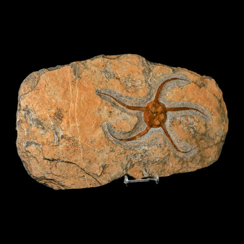 6.2" Brittlestar Ophiura Sp Starfish Fossil Ordovician Age Morocco COA & Stand - Fossil Age Minerals