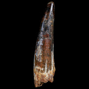 XXL 4.5" Spinosaurus Fossil Tooth 100 Million Years Old Cretaceous Dinosaur COA