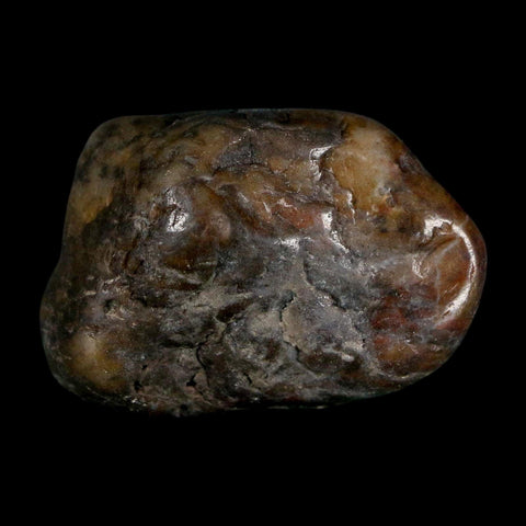 1.4" Sauropod Dinosaur Stomach Stone Gastrolith Rock Gizzard Stone COA