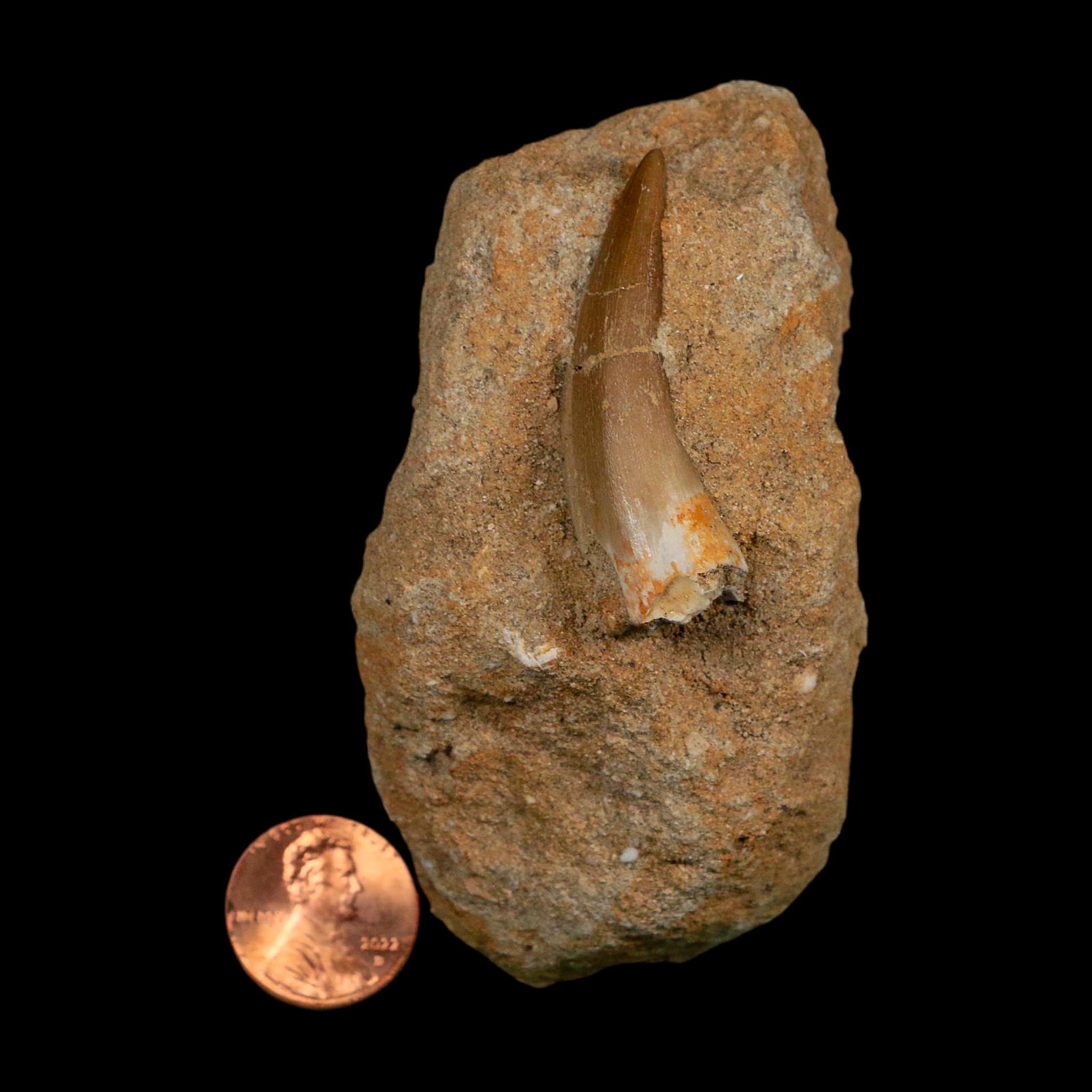 1.7" Plesiosaur Zarafasaura Tooth Fossil In Matrix Cretaceous Dinosaur Era COA