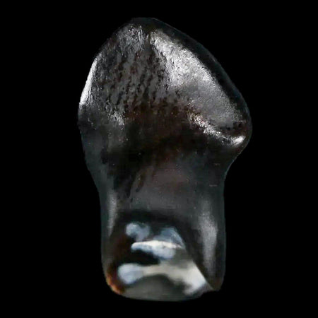 0.6" Ankylosaurus Fossil Tooth Judith River FM Cretaceous Dinosaur MT COA & Display