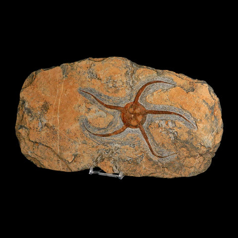 6.2" Brittlestar Ophiura Sp Starfish Fossil Ordovician Age Morocco COA & Stand - Fossil Age Minerals