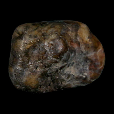 1.4" Sauropod Dinosaur Stomach Stone Gastrolith Rock Gizzard Stone COA