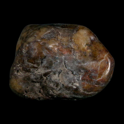 1.4" Sauropod Dinosaur Stomach Stone Gastrolith Rock Gizzard Stone COA