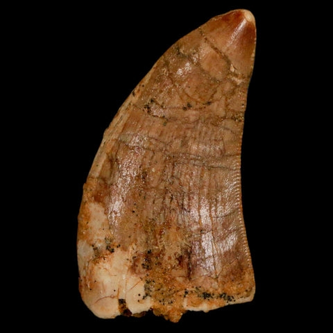 1.3" Carcharodontosaurus Fossil Tooth Cretaceous Dinosaur Morocco COA, Display - Fossil Age Minerals