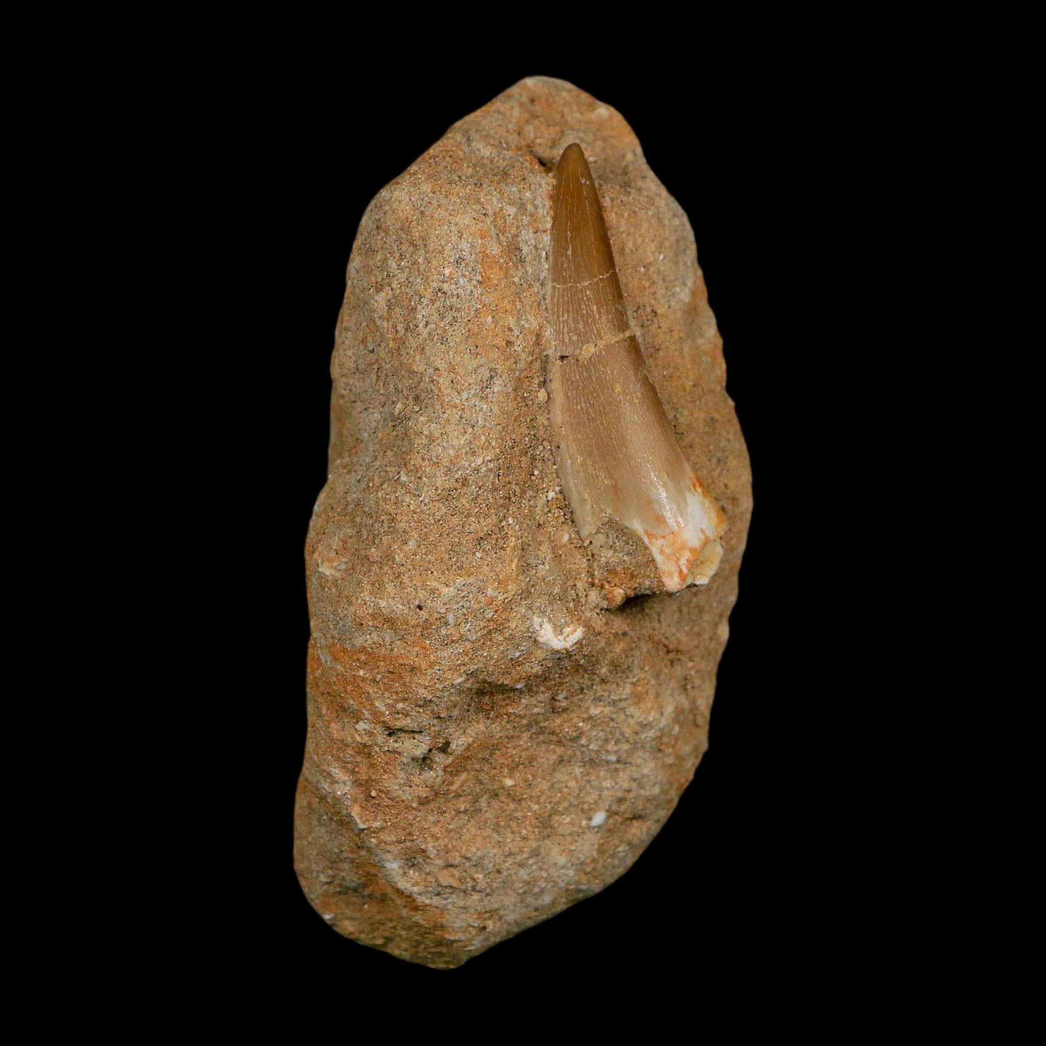 1.7" Plesiosaur Zarafasaura Tooth Fossil In Matrix Cretaceous Dinosaur Era COA