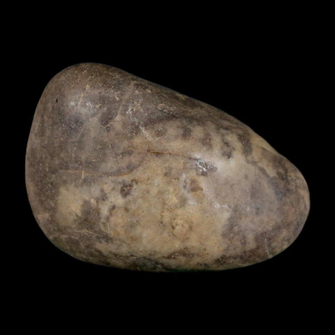 2.2" Sauropod Dinosaur Stomach Stone Gastrolith Rock Gizzard Stone COA