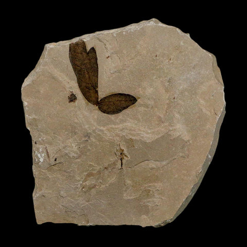 1" Detailed Cardiospermum Coloradensis Balloon Vine Fossil Plant Leaf Eocene Age UT - Fossil Age Minerals