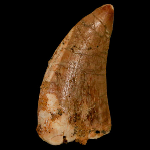 1.3" Carcharodontosaurus Fossil Tooth Cretaceous Dinosaur Morocco COA, Display - Fossil Age Minerals