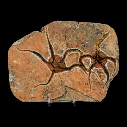 2 Two Brittlestar Ophiura Sp Starfish Fossil Ordovician Age Morocco COA & Stand - Fossil Age Minerals