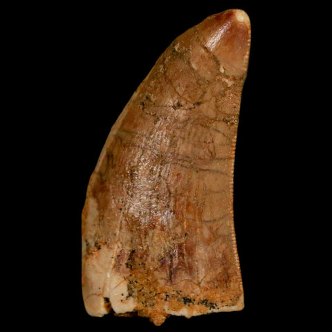 1.3" Carcharodontosaurus Fossil Tooth Cretaceous Dinosaur Morocco COA, Display - Fossil Age Minerals