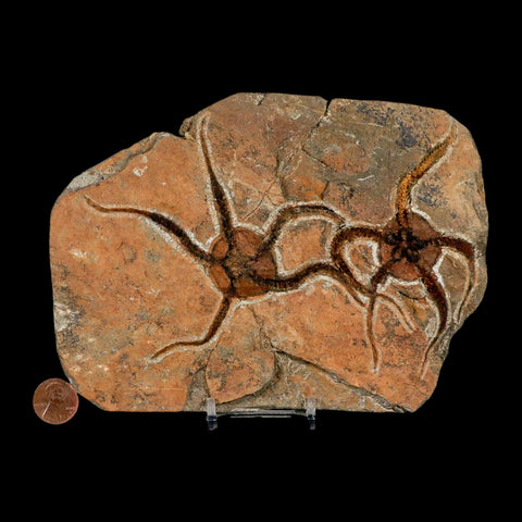 2 Two Brittlestar Ophiura Sp Starfish Fossil Ordovician Age Morocco COA & Stand - Fossil Age Minerals