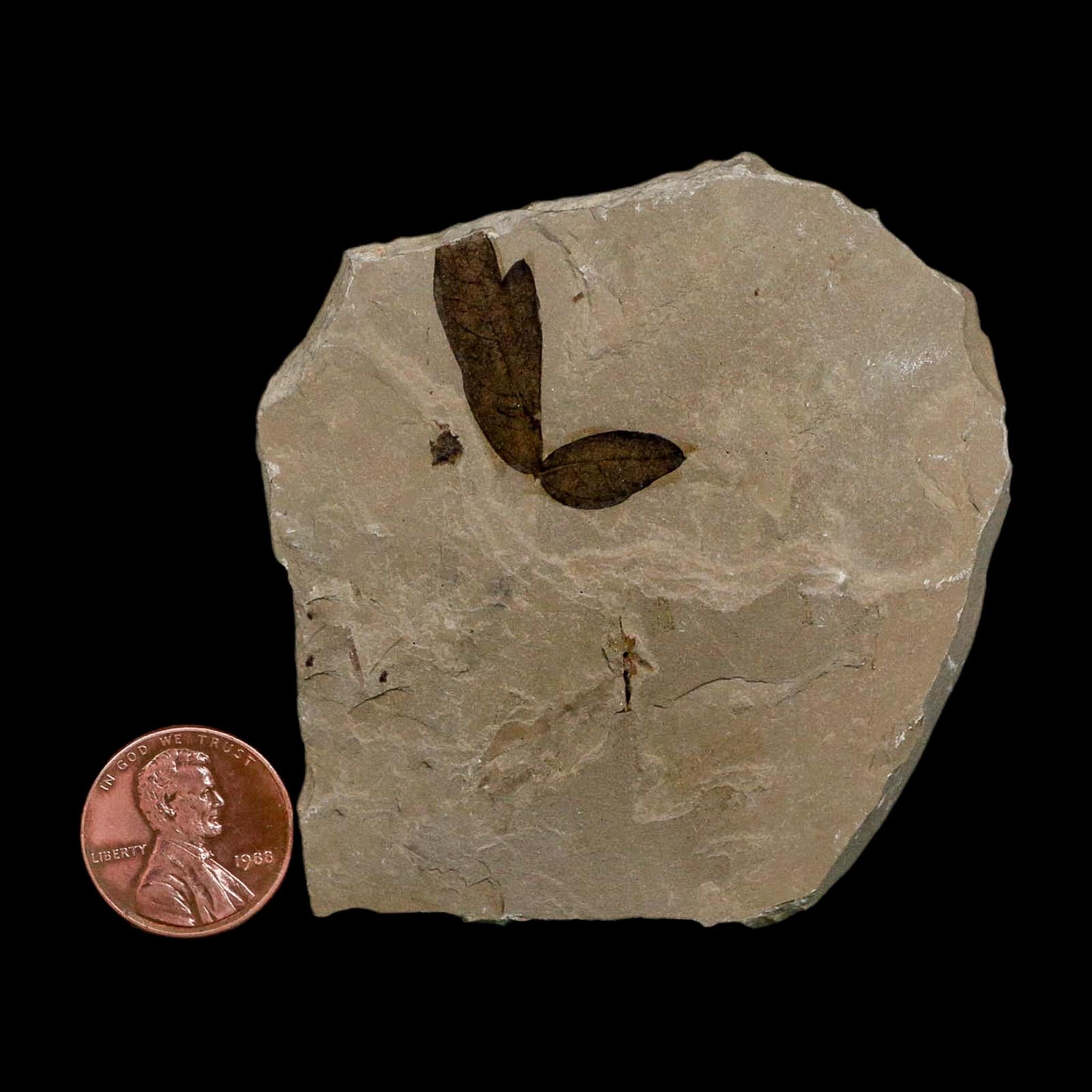 1" Detailed Cardiospermum Coloradensis Balloon Vine Fossil Plant Leaf Eocene Age UT - Fossil Age Minerals