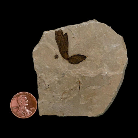 1" Detailed Cardiospermum Coloradensis Balloon Vine Fossil Plant Leaf Eocene Age UT - Fossil Age Minerals
