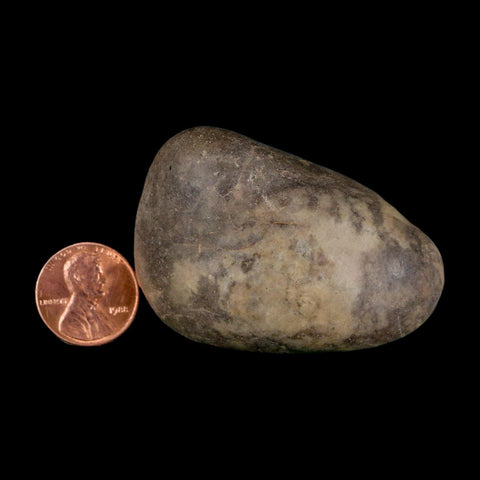 2.2" Sauropod Dinosaur Stomach Stone Gastrolith Rock Gizzard Stone COA