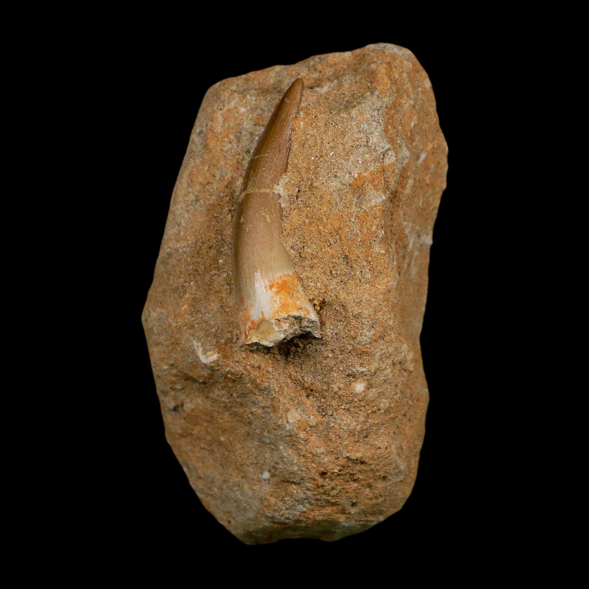 1.7" Plesiosaur Zarafasaura Tooth Fossil In Matrix Cretaceous Dinosaur Era COA