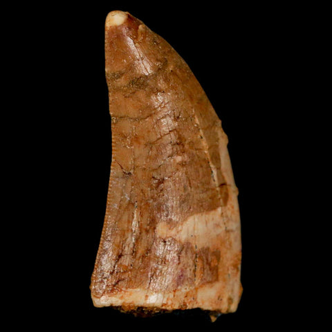 1.3" Carcharodontosaurus Fossil Tooth Cretaceous Dinosaur Morocco COA, Display - Fossil Age Minerals