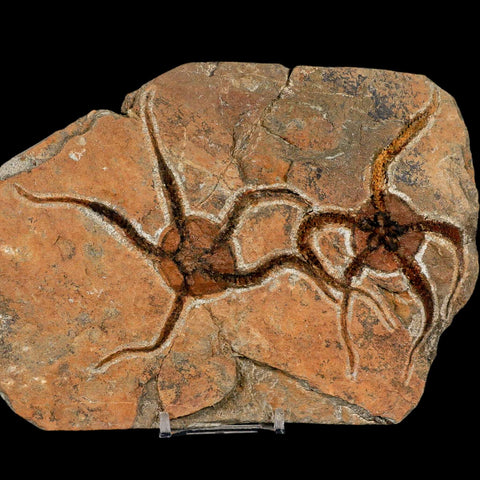 2 Two Brittlestar Ophiura Sp Starfish Fossil Ordovician Age Morocco COA & Stand - Fossil Age Minerals