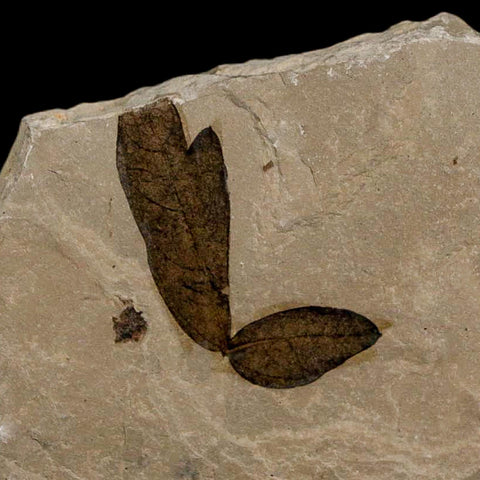1" Detailed Cardiospermum Coloradensis Balloon Vine Fossil Plant Leaf Eocene Age UT - Fossil Age Minerals