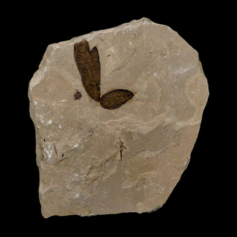 1" Detailed Cardiospermum Coloradensis Balloon Vine Fossil Plant Leaf Eocene Age UT - Fossil Age Minerals