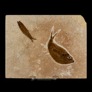 Diplomystus Dentatus And Knightia Fossil Fish Green River FM Wyoming COA, Stand
