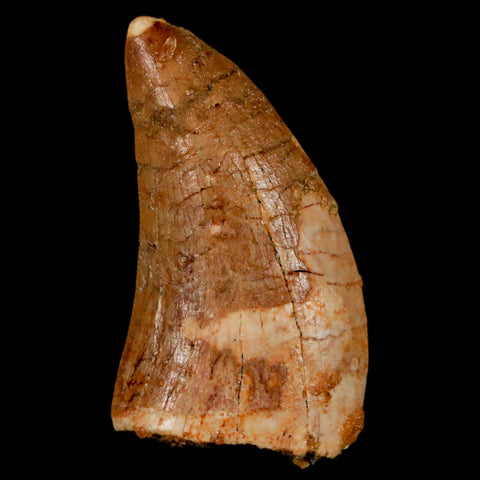 1.3" Carcharodontosaurus Fossil Tooth Cretaceous Dinosaur Morocco COA, Display - Fossil Age Minerals
