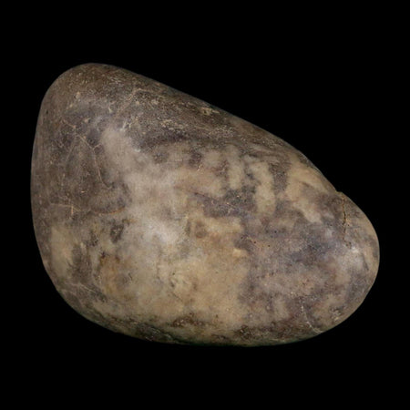 2.2" Sauropod Dinosaur Stomach Stone Gastrolith Rock Gizzard Stone COA