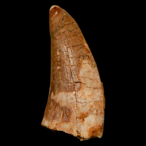 1.3" Carcharodontosaurus Fossil Tooth Cretaceous Dinosaur Morocco COA, Display - Fossil Age Minerals