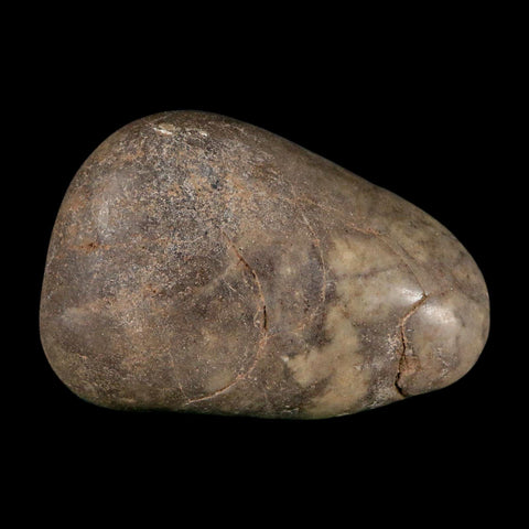 2.2" Sauropod Dinosaur Stomach Stone Gastrolith Rock Gizzard Stone COA