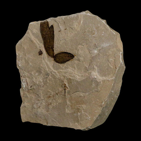 1" Detailed Cardiospermum Coloradensis Balloon Vine Fossil Plant Leaf Eocene Age UT - Fossil Age Minerals