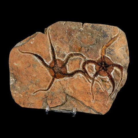 2 Two Brittlestar Ophiura Sp Starfish Fossil Ordovician Age Morocco COA & Stand - Fossil Age Minerals